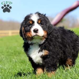 Crooked Jim, Bernese Mountain Dog Puppy